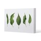 image 1 of Selection Of Leaves (Canvas Print)