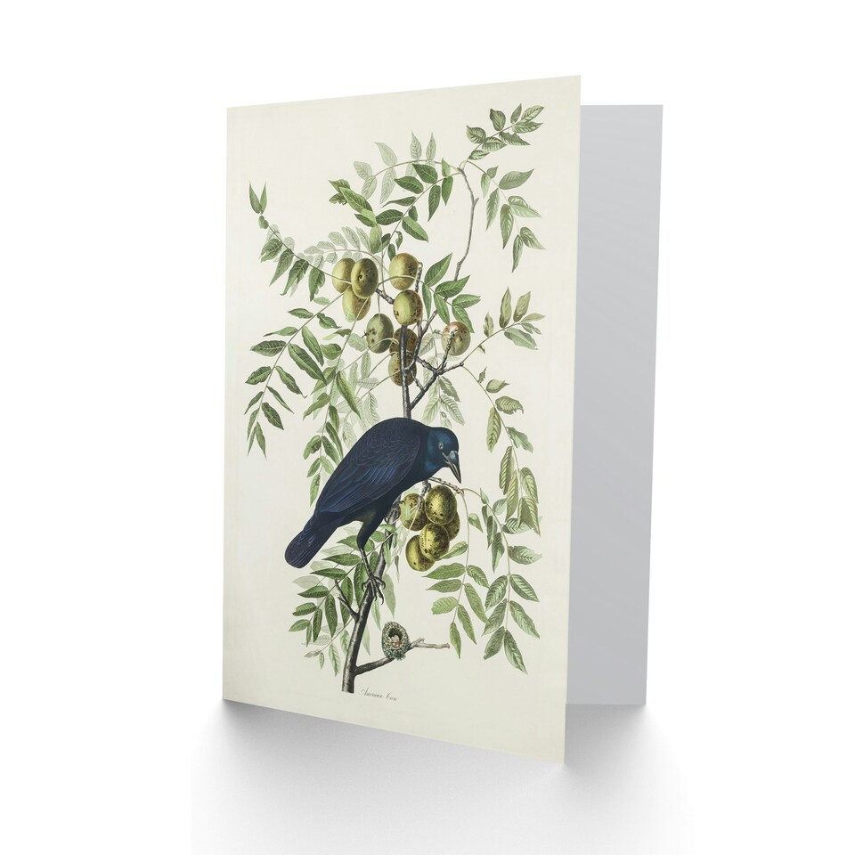 image 1 of John James Audubon Art Card American Crow on Walnut Tree