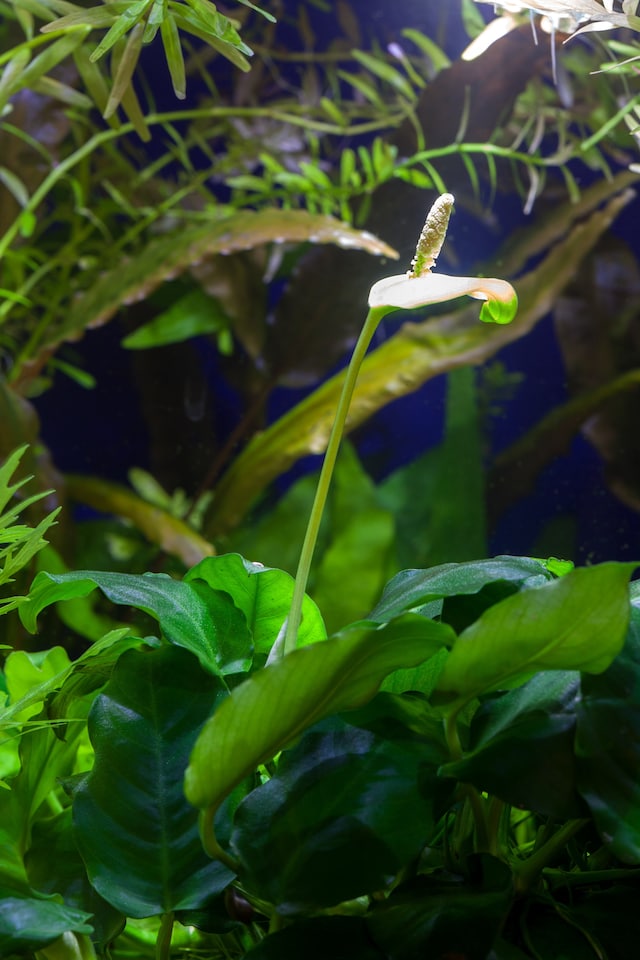 image 1 of Anubias barteri var. nana - Live Aquarium Plant for Foreground & Carpeting, Low Light, Beginner Friendly - Fish Tank Plant