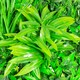 image 2 of Primrose Artificial Mixed Plants Green Garden Wall Hedge Panel 1m x 1m Set of 8