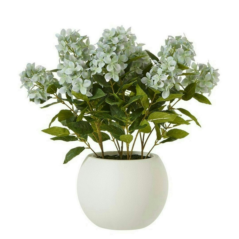 image 1 of Medium Hydrangea Plant in Pot - Plastic - L51 x W51 x H58 cm - Green