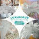 image 6 of 50cm - 60cm Large Ostrich Feathers, Showgirl Spadones - 5pcs