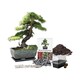 image 1 of Pronto Seed Bonsai Tree Kit with Traditional Bonsai Pot & 3 Bonsai Seed Varieties - Grow Your Own Bonsai - Gardening Gifts for Men