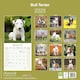 image 2 of Bull Terrier 2026 Calendar | Square Wall Calendar | Dog Breed Gift | Plastic Free Packaging | by Avonside Publishing