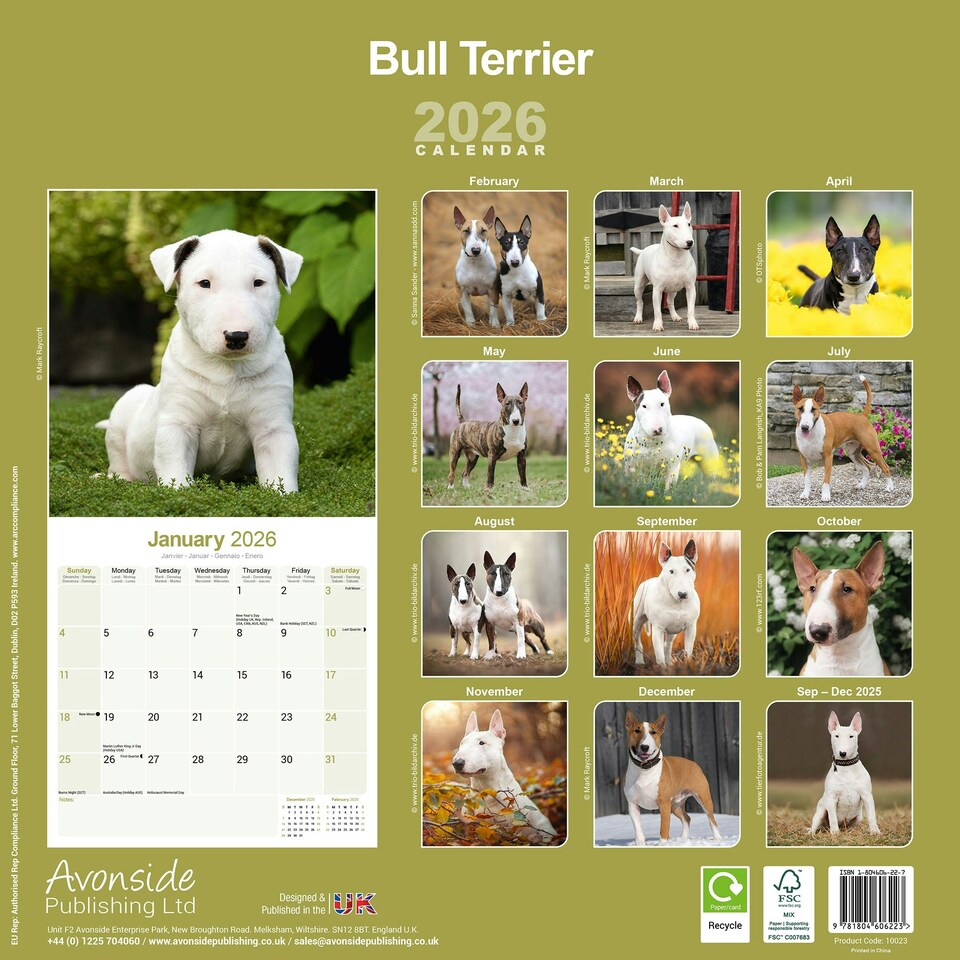image 1 of Bull Terrier 2026 Calendar | Square Wall Calendar | Dog Breed Gift | Plastic Free Packaging | by Avonside Publishing