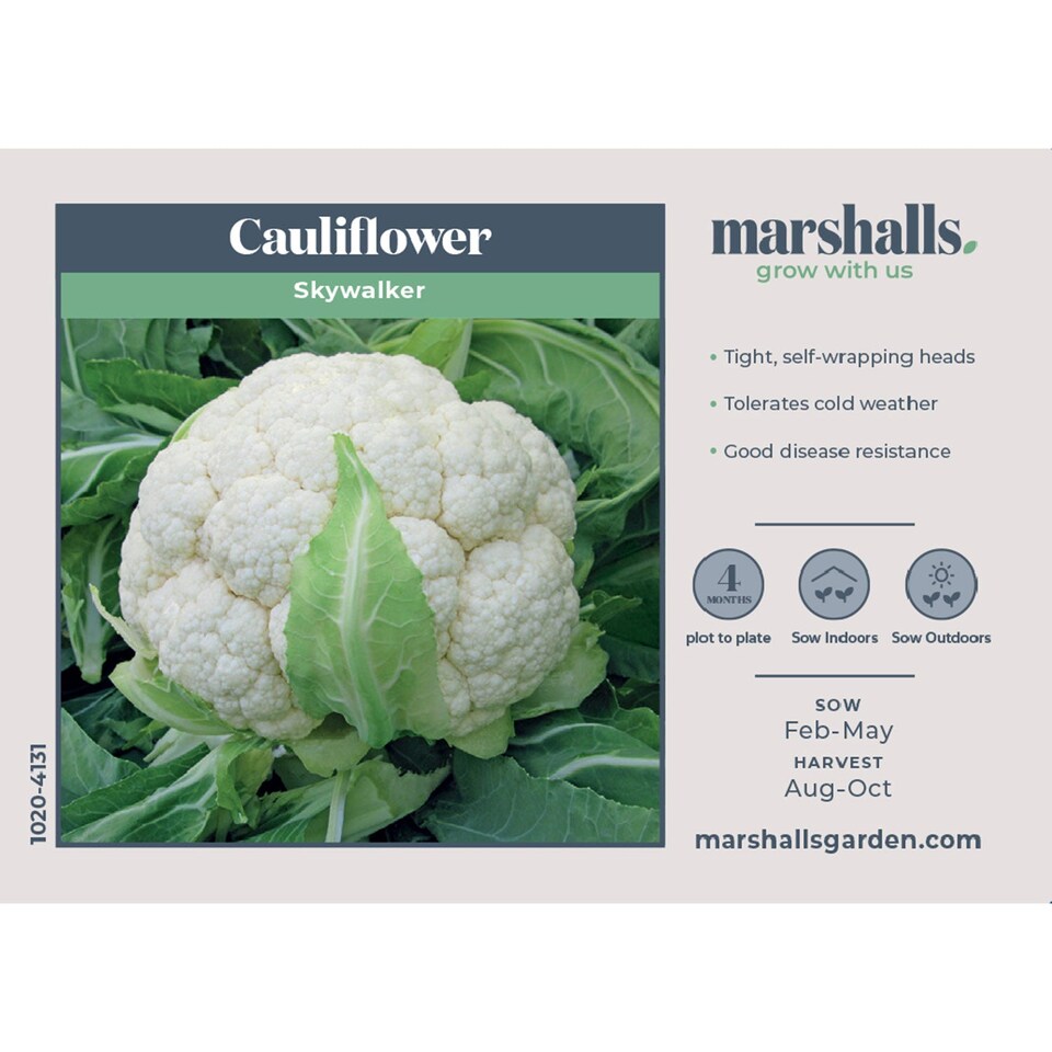 image 1 of Marshalls Garden Cauliflower Seeds Skywalker - Cold-tolerant, 20 Seeds | Green | White