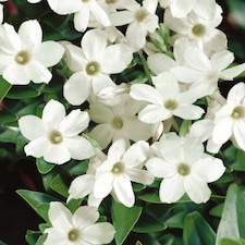 Marshalls Garden Jasmine (Jasminum officinale) 9cm pot | White | White, Pink, Green | 9cm Plants