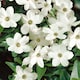 image 1 of Marshalls Garden Jasmine (Jasminum officinale) 9cm pot | White | White, Pink, Green | 9cm Plants