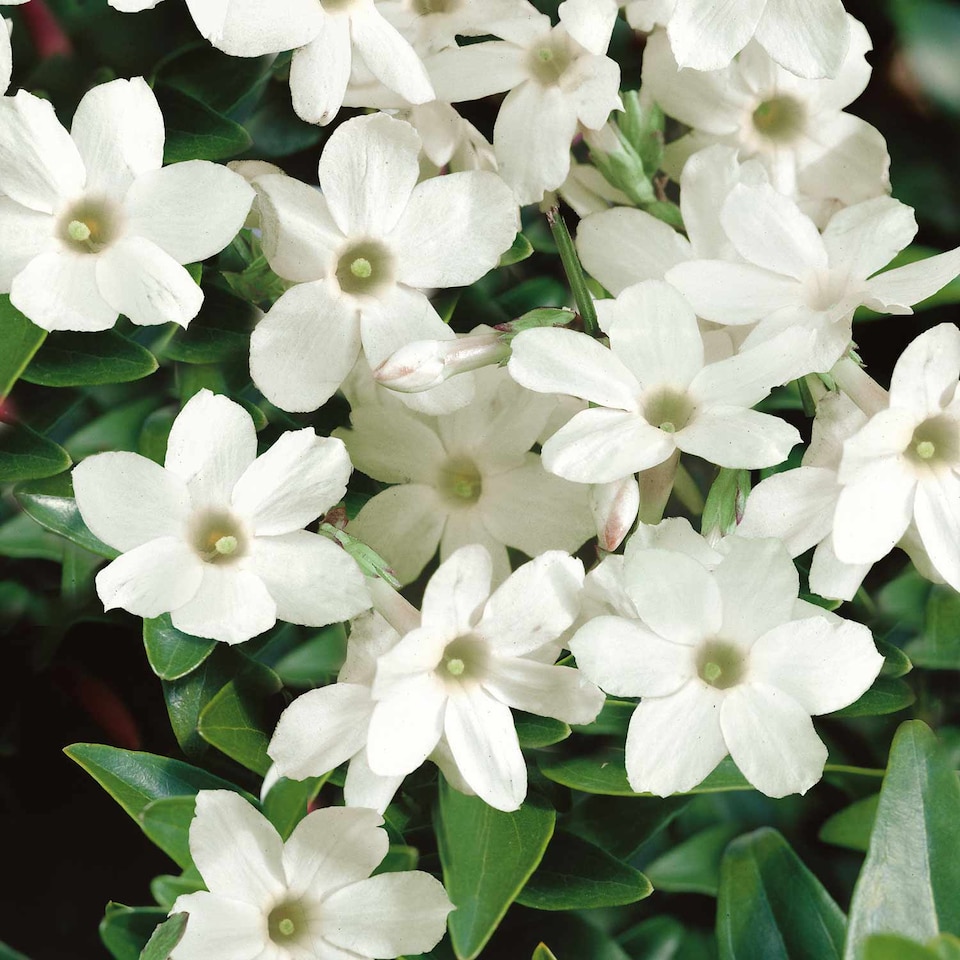 image 1 of Marshalls Garden Jasmine (Jasminum officinale) 9cm pot | White | White, Pink, Green | 9cm Plants
