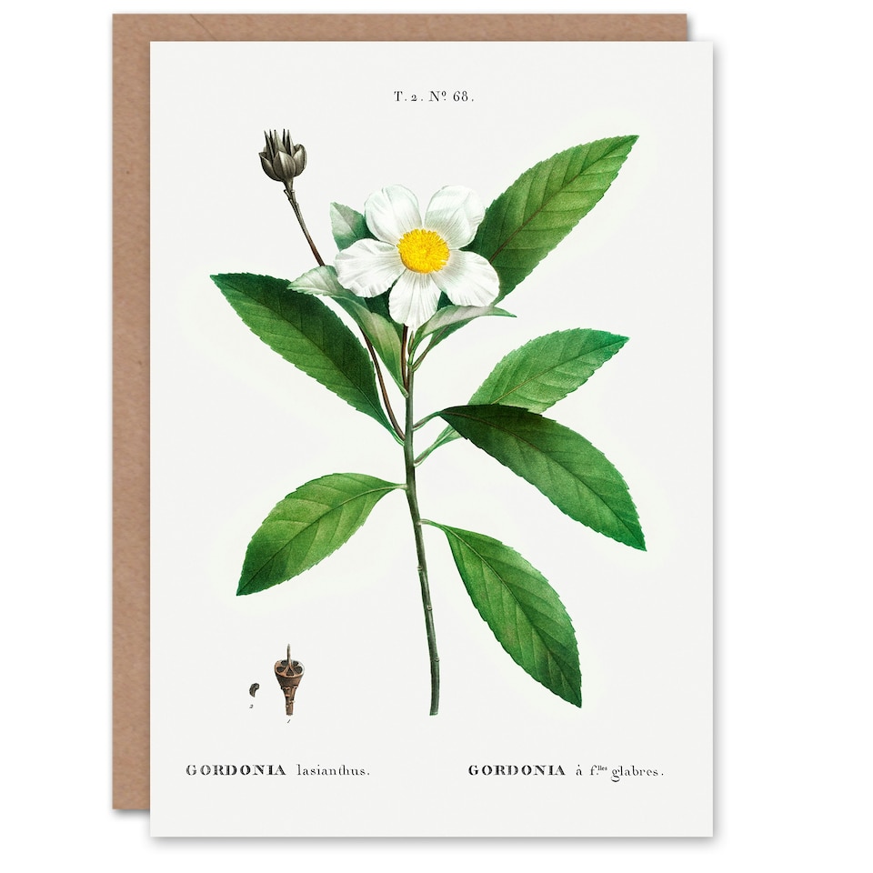 image 1 of Pierre-Joseph Redouté Art Card Gordonia Tree Loblolly Bay Flowers