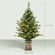 image 7 of HOMCOM 2 Pcs 4ft Artificial Christmas Tree with Lights, Pot, Realistic Tips