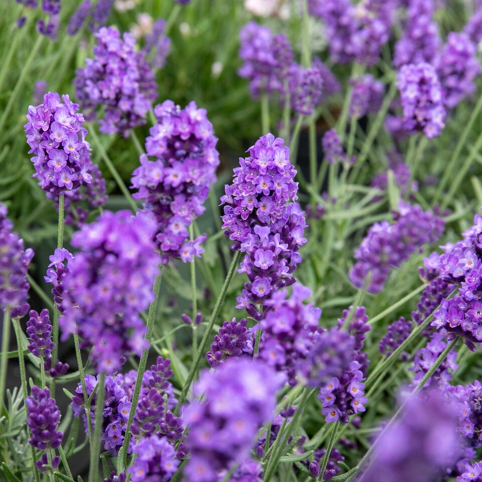 image 1 of Lavender 'Hidcote' - Hardy Fragrant Herb, Dark Purple, 60cm