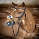 image 6 of LeMieux Grackle Bridle Black | Pony