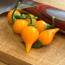 Biquinho Yellow Chilli Pepper Seeds - Mild Fruity Brazilian Variety - Pickling Garnishing Cooking - Thompson & Morgan
