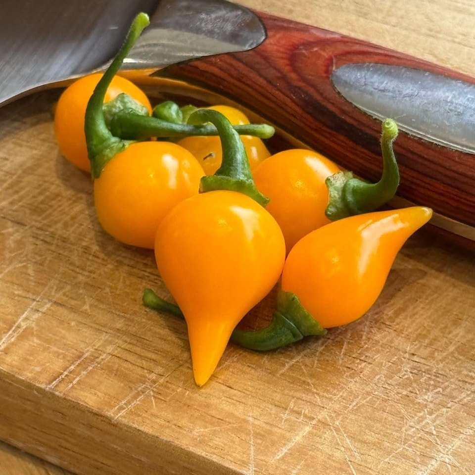 image 1 of Biquinho Yellow Chilli Pepper Seeds - Mild Fruity Brazilian Variety - Pickling Garnishing Cooking - Thompson & Morgan