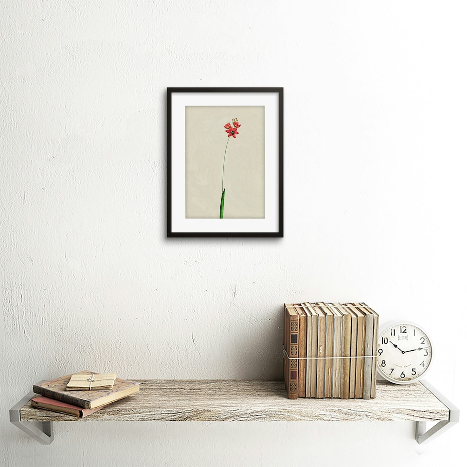 image 1 of Vintage Botanical Small Red Wildflower Bloom 9x7" Black Framed Wall Art Print