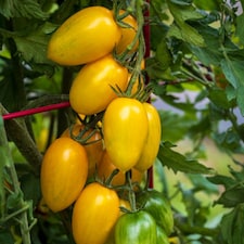 Tomato Bliss F1 Half-Hardy Annual Yellow Striped Snackable Fruits 1 Packet x 8 Seeds by Thompson & Morgan