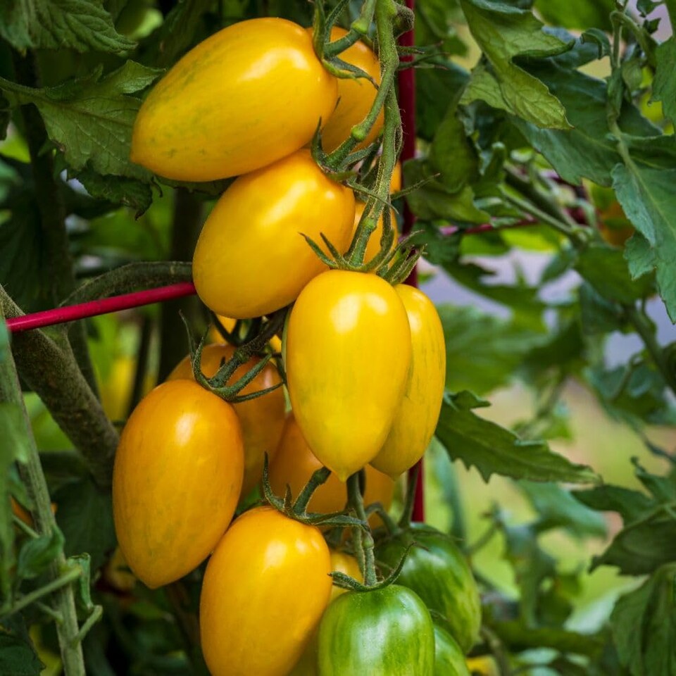 image 1 of Tomato Bliss F1 Half-Hardy Annual Yellow Striped Snackable Fruits 1 Packet x 8 Seeds by Thompson & Morgan