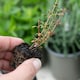 image 6 of Marshalls Garden Thyme (Thymus vulgaris) Fragrant Culinary & Groundcover Herb | Multi | Purple | 3 x 9cm Plants