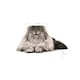 image 4 of Royal Canin Cat Persian Adult 10KG