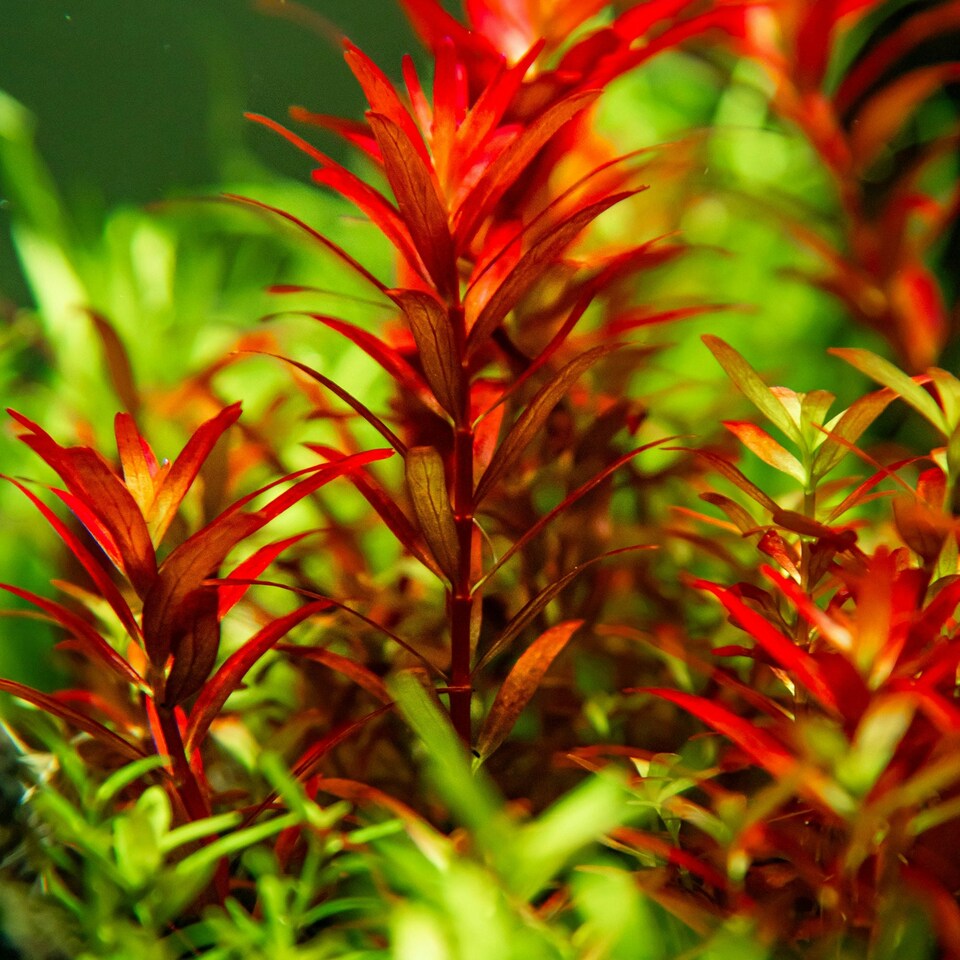 image 1 of Tropica Rotala rotundifolia 'Blood Red' (Medium, Red) 1-2-Grow! N/A