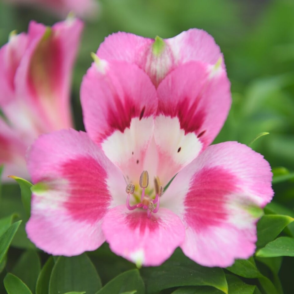 image 1 of Alstroemeria Hula - Compact Pink & White Blooms Long-Flowering Heat-Tolerant Patio Plant Jumbo Plug