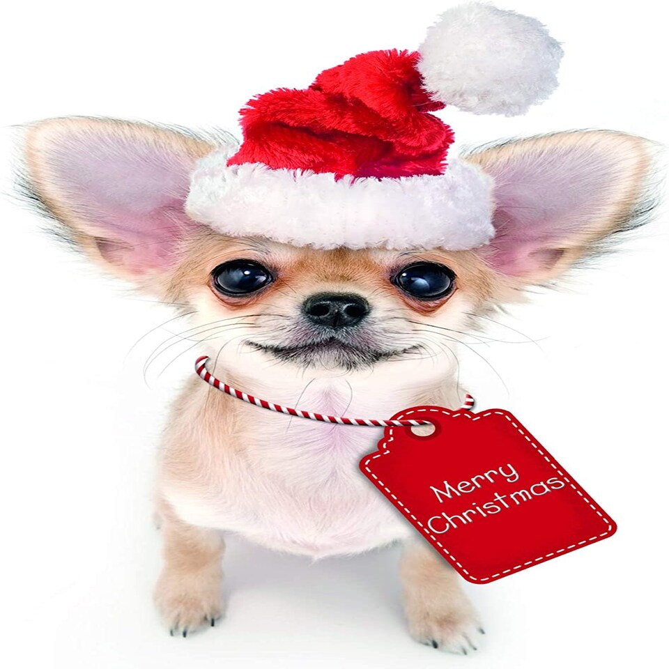 image 1 of Chihuahua Dog Santa Hat & Tag Design 3D Christmas Card