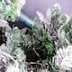 image 7 of 4ft White Snowy Tips Frosted Helsinki Fir Christmas Tree White | 4ft