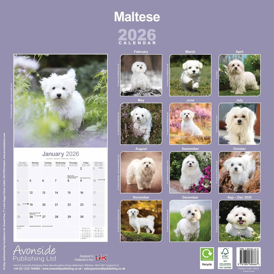 image 1 of Maltese 2026 Calendar | Square Wall Calendar | Dog Breed Gift | Plastic Free Packaging | by Avonside Publishing
