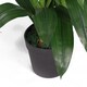 image 5 of Artificial 100cm Purple Cymbidium Orchid Plant - Extra Large