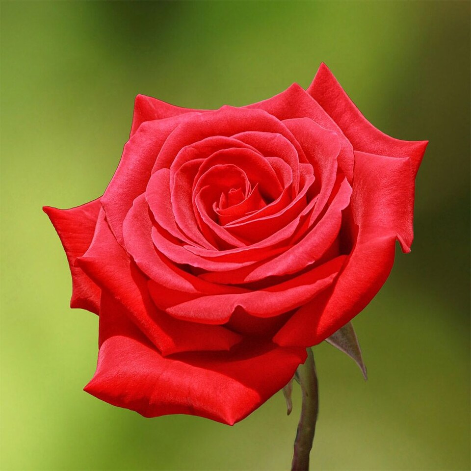 image 1 of Carbeth Plants Graduation Rose Bush in 3L Pot - Gift Wrapped Rose Gift | Multi