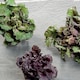 image 2 of Brussels Sprout Kalettes Garden Mix