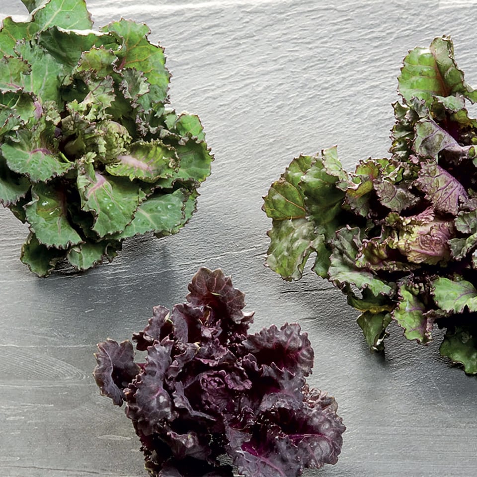 image 1 of Brussels Sprout Kalettes Garden Mix