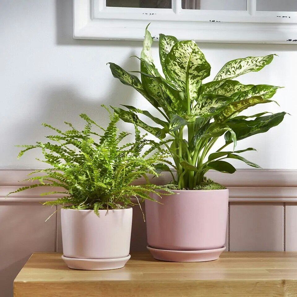 image 1 of Wisteria Ceramic Indoor Plant Pot With Attached Saucer - H10.5cm