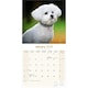 image 3 of Bichon Frise 2026 Calendar | Square Wall Calendar | Dog Breed Gift | Plastic Free Packaging | by Avonside Publishing