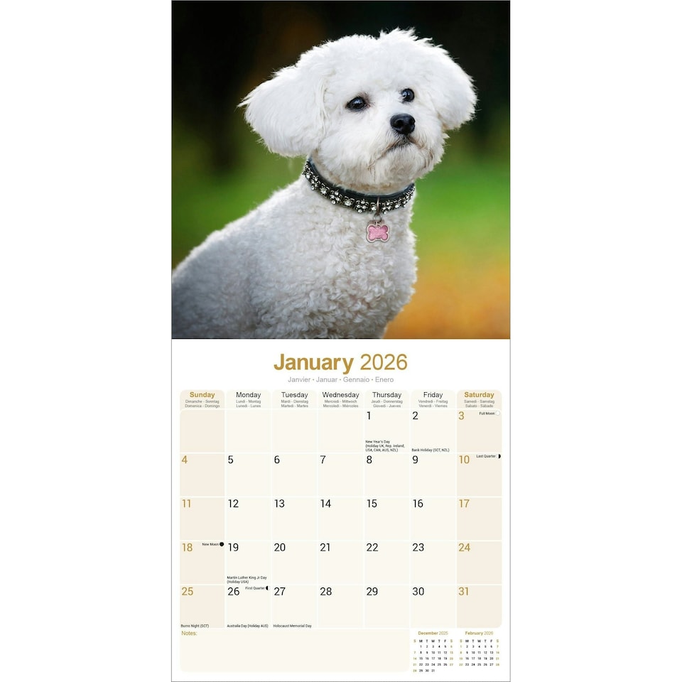 image 1 of Bichon Frise 2026 Calendar | Square Wall Calendar | Dog Breed Gift | Plastic Free Packaging | by Avonside Publishing