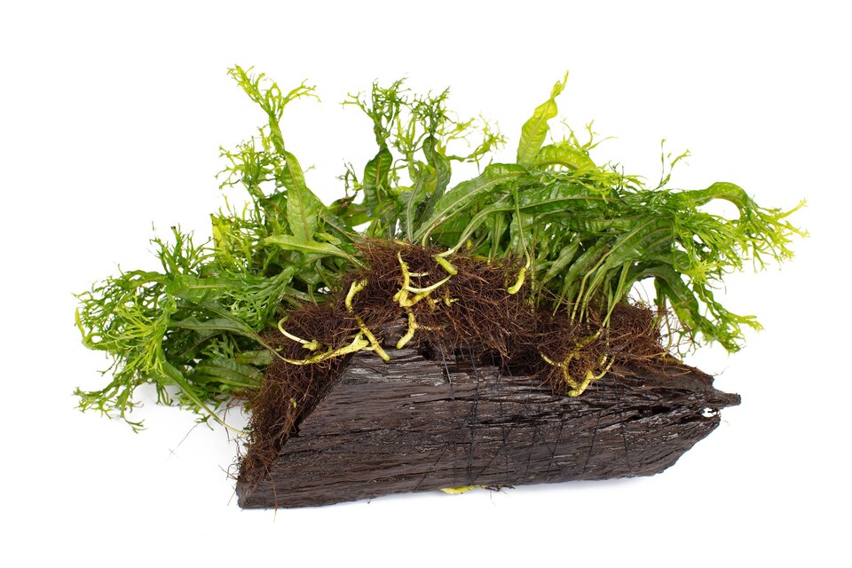 image 1 of Windelov Java Fern (Microsorum pteropus 'Windelov') - Live Aquarium Plant for Midground Planting - Fish Tank Plant