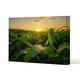 image 1 of field at sunset (Canvas Print) (Canvas Print)