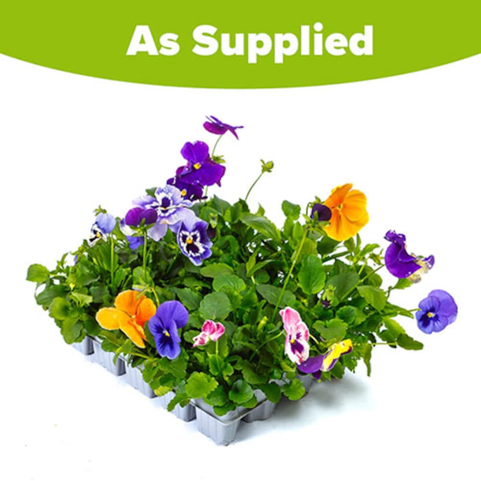 image 1 of YouGarden Pansy 'Top Wave', Trailing Variety, 20 x Garden Ready Plug Plants, Garden Colour, Great for Pots