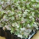 image 2 of MicroGreens Mustard Red Frills | Multi | Green, Red, Purple | Seeds