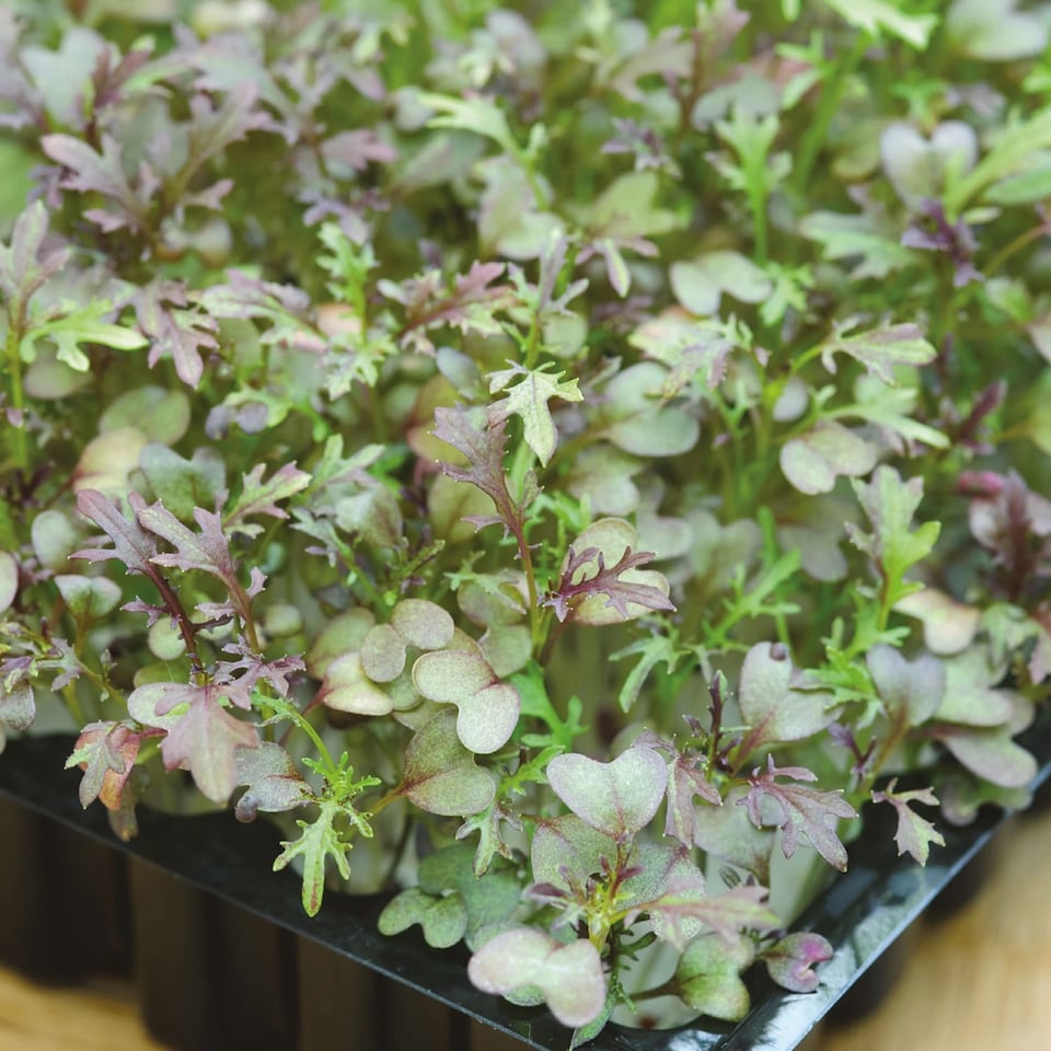 image 1 of MicroGreens Mustard Red Frills | Multi | Green, Red, Purple | Seeds