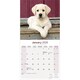 image 3 of Yellow Labrador Puppies 2026 Calendar | Square Wall Calendar | Dog Breed Gift | Plastic Free Packaging | by Avonside Publishing