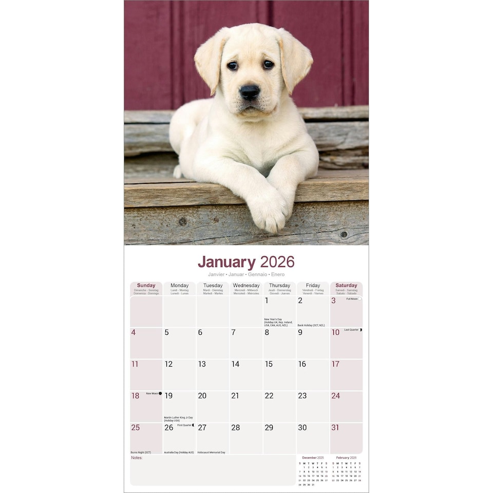 image 1 of Yellow Labrador Puppies 2026 Calendar | Square Wall Calendar | Dog Breed Gift | Plastic Free Packaging | by Avonside Publishing