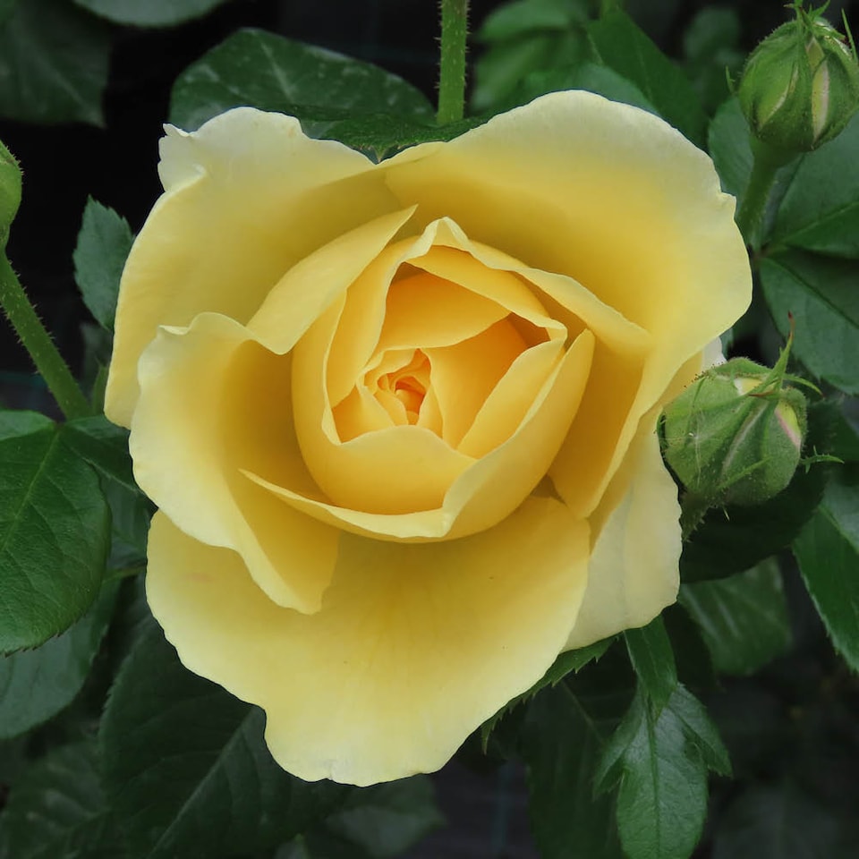 image 1 of Harkness Rose 'Golden 50th Wedding Anniversary' , Gift Wrapped, in 4 Litre Pot