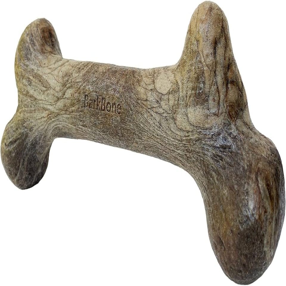 image 1 of Pet Qwerks Dinosaur BarkBone - Wood Dog Bone for Moderate Chewers - Peanut Butter Flavor - 9.75"