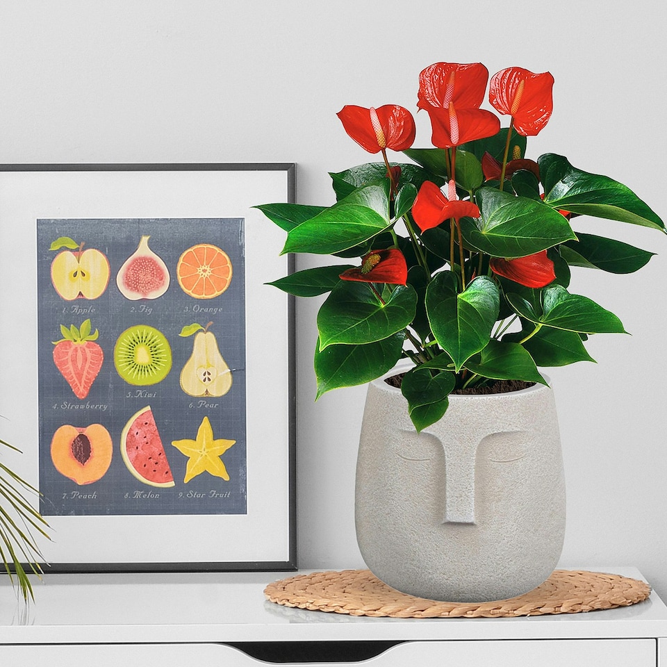 image 1 of Textured Concrete Effect Beige Oval Face Planter Indoor L30.5 D29.5 H29.5 cm, 13.9 ltrs Cap.