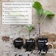 image 5 of Marshalls Garden Cauliflower Seeds Skywalker - Cold-tolerant, 20 Seeds | Green | White