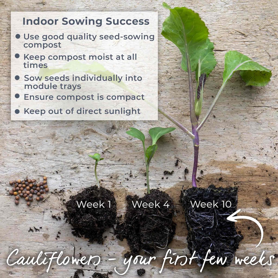 image 1 of Marshalls Garden Cauliflower Seeds Skywalker - Cold-tolerant, 20 Seeds | Green | White
