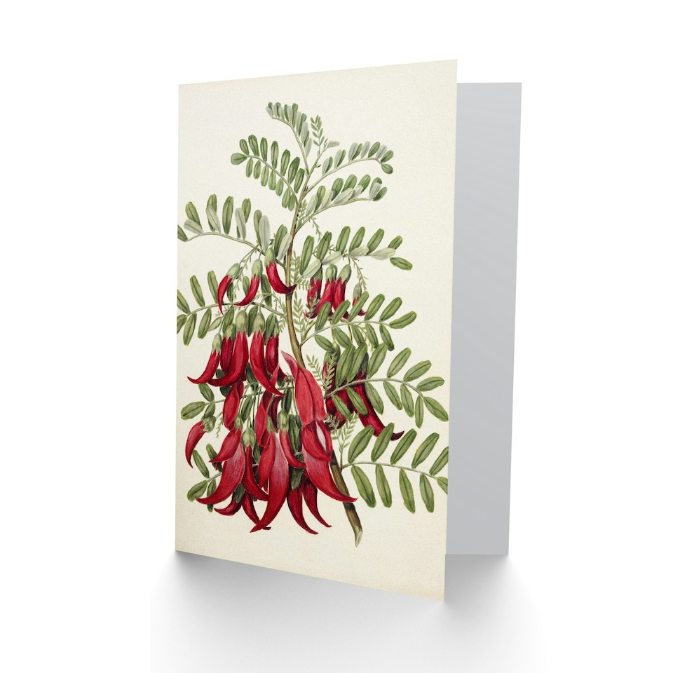 image 1 of Sarah Featon Art Card New Zealand Kaka Beak Plant Flowers