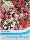 image 2 of Begonia semperflorens Options Mixed 1 Seed Packet (750 Seeds)